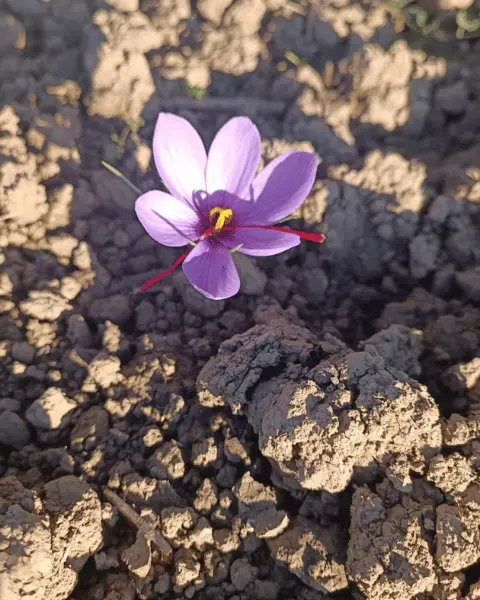 Safran Nedir? Nerelerde Yetişir?