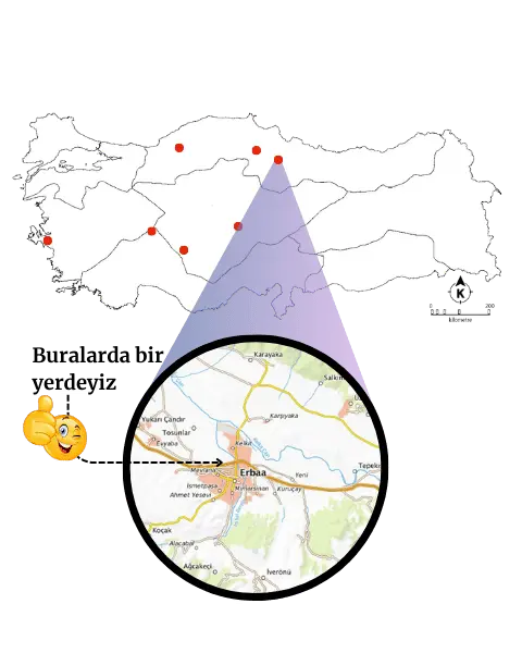 Türkiye'de Safran Yetiştiriciliği