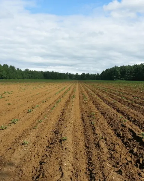 Safran İçin Uygun İklim ve Toprak Koşulları