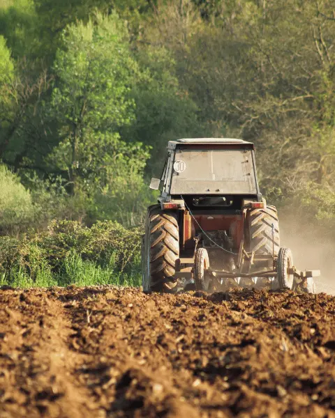 Safran Yetiştiriciliği İçin Hazırlık ve Ekim
