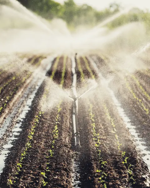 Safranın Sulama İhtiyacı ve Dikkat Edilmesi Gerekenler