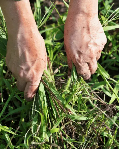 Safran Bakımı ve Yabancı Ot Mücadelesi