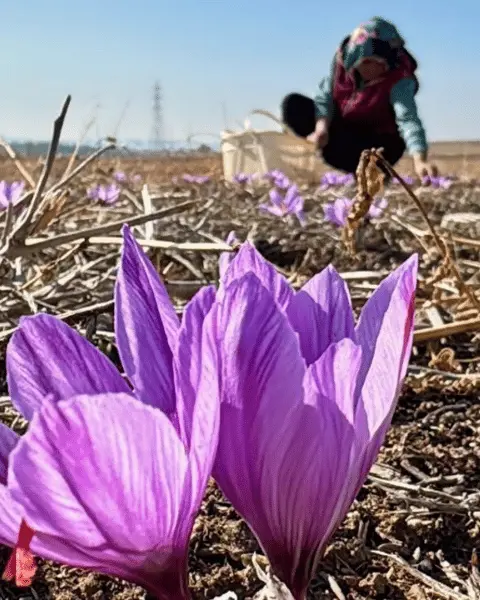 Safran Hasadı ve Kurutma Yöntemleri