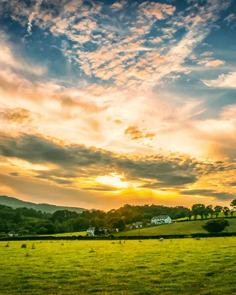 Safran Yetiştiriciliği İçin Devlet Destekleri ve Teşvikler
