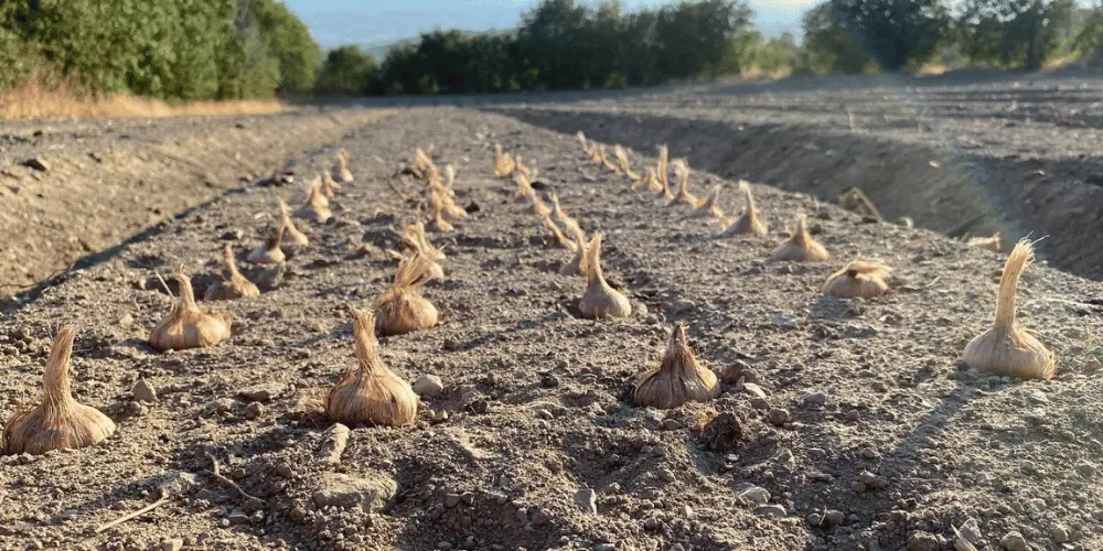 KİLİT İNTERAKSİYON (BOYUT X DERİNLİK) VE VERİM MAKSİMİZASYONU