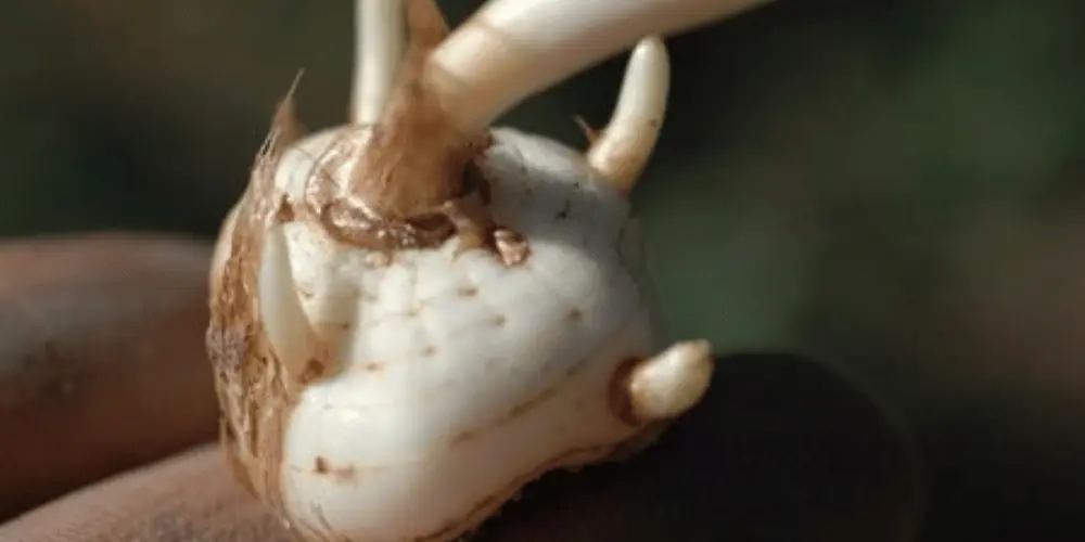 SAFRAN SOĞAN/KORM FİZYOLOJİSİ VE ENERJİ REZERVİNİN ROLÜ