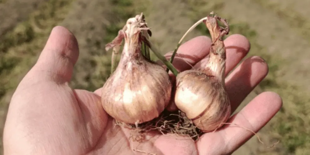 YAVRU KORM ÇOĞALMASI VE TARLA YÖNETİMİ