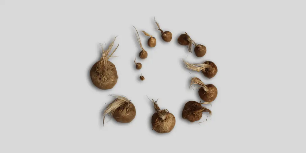 Safran Yetiştiriciliğinde (Crocus sativus L.) Dikim Derinliği ve Soğan Boyutlarının Verim Kriterlerine Etkisi