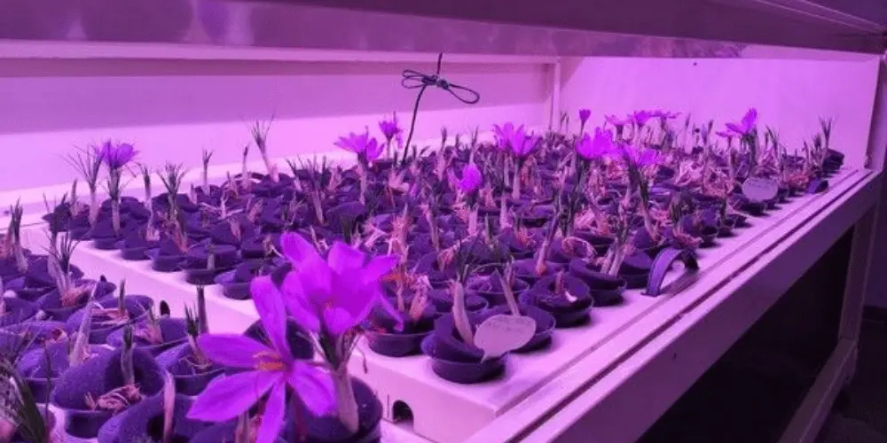 Topraksız (Hidroponik) Safran Yetiştiriciliği ve Teknik Analiz