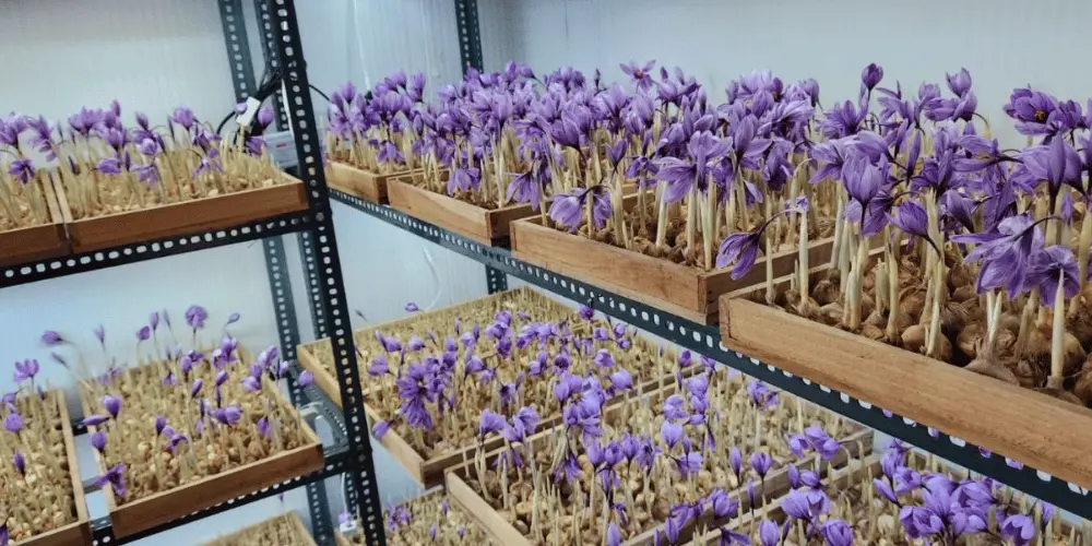 Safran Endüstrisinin Geleceği ve KOT Stratejileri