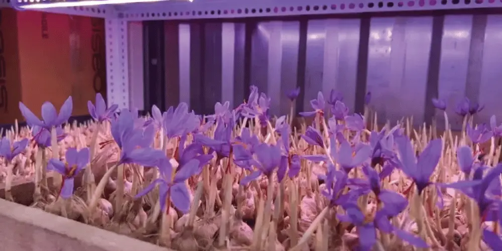 Hassas Tarım ve IoT Entegrasyonu ile Sera İklim Kontrolü