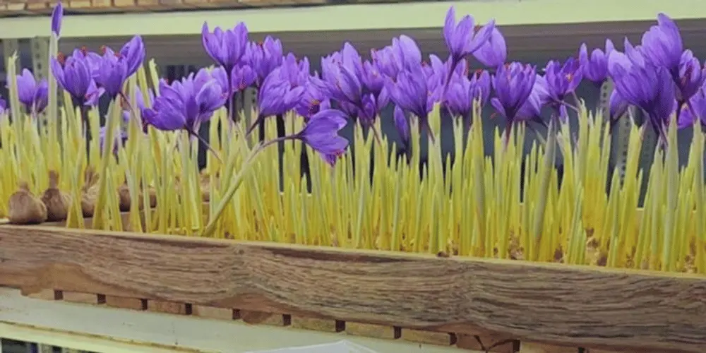 Toprak Bazlı Sera Sistemlerinde Agronomik Optimizasyon