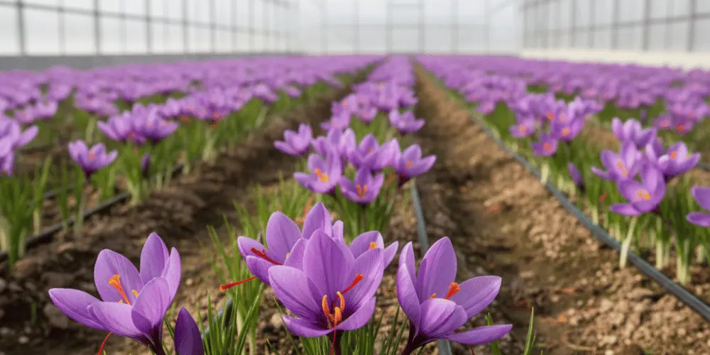 Serada Safran Yetiştiriciliği: Kontrollü Ortamda, Hidroponik Sistemle Safran Üretimi