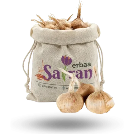 Orijinal Safran Soğanı (Crocus Sativus L.) - %100 Doğal, Yüksek Verim [Adet Satış]