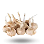 Orijinal Safran Soğanı (Crocus Sativus L.) - %100 Doğal, Yüksek Verim [Kg Satış]