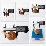 Orijinal Safran Soğanı (Crocus Sativus L.) - %100 Doğal, Yüksek Verim - Image 4