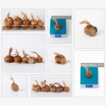 Orijinal Safran Soğanı (Crocus Sativus L.) - %100 Doğal, Yüksek Verim - Image 5