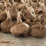 Orijinal Safran Soğanı (Crocus Sativus L.) - %100 Doğal, Yüksek Verim - Image 3