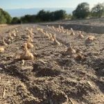 Orijinal Safran Soğanı (Crocus Sativus L.) - %100 Doğal, Yüksek Verim - Image 6